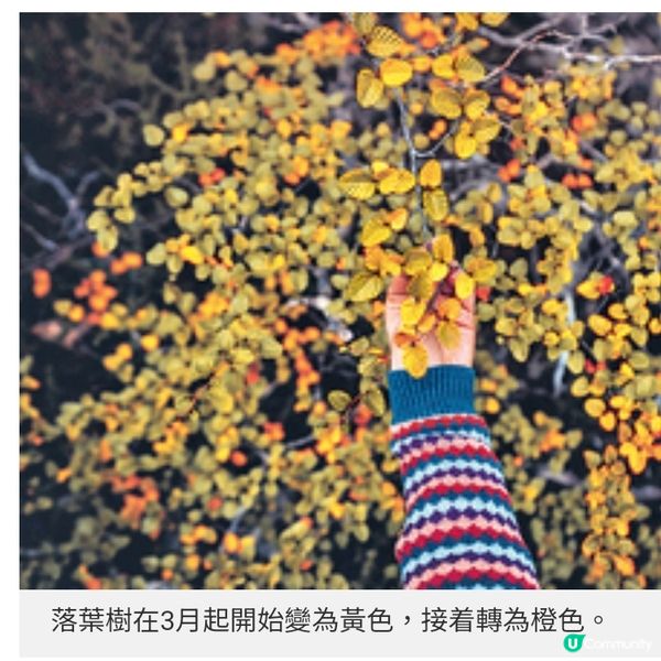 遠離地震預測地區走入塔斯曼尼亞 延續秋日賞葉浪漫