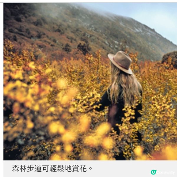 遠離地震預測地區走入塔斯曼尼亞 延續秋日賞葉浪漫