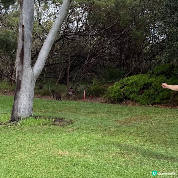 高爾夫member球會⛳️🏌‍♀️🏌‍♂️