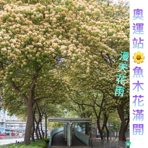 奧運站🌼魚木花滿開🌼漫天花雨