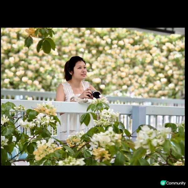 奧運站🌼魚木花滿開🌼漫天花雨