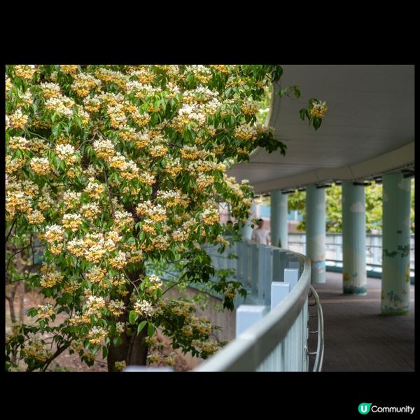 奧運站🌼魚木花滿開🌼漫天花雨