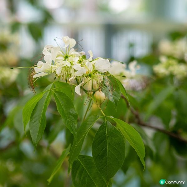 奧運站🌼魚木花滿開🌼漫天花雨