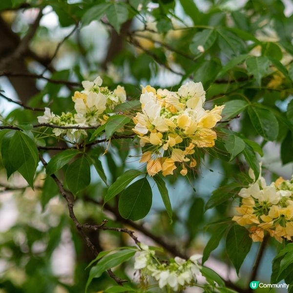 奧運站🌼魚木花滿開🌼漫天花雨