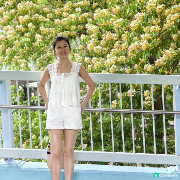 奧運站🌼魚木花滿開🌼漫天花雨