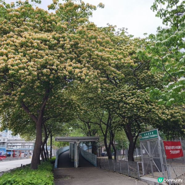 奧運站🌼魚木花滿開🌼漫天花雨