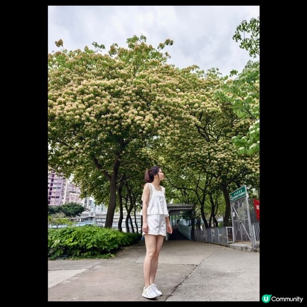 奧運站🌼魚木花滿開🌼漫天花雨