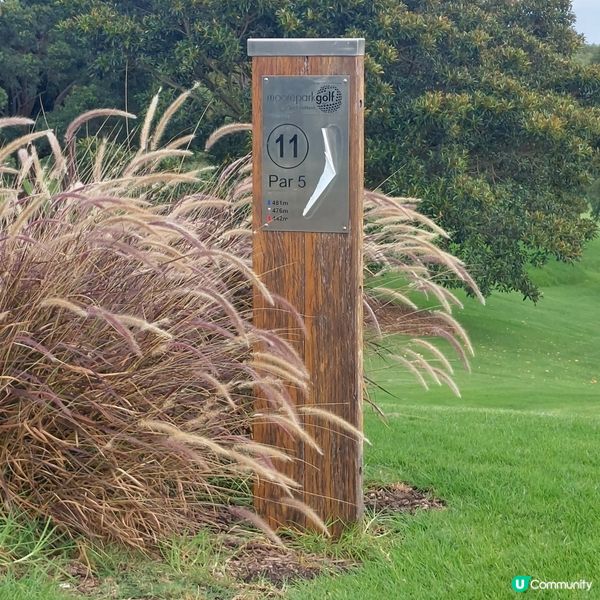 在悉尼市中心附近高爾夫球場⛳️🏌‍♀️🏌‍♂️