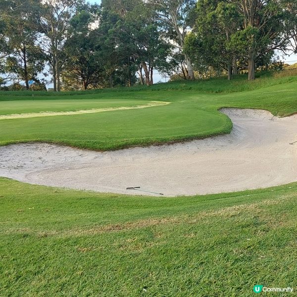 在悉尼市中心附近高爾夫球場⛳️🏌‍♀️🏌‍♂️