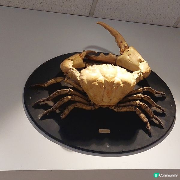 酒樓點心 ☕️悉尼唐人街