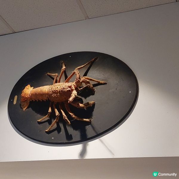 酒樓點心 ☕️悉尼唐人街