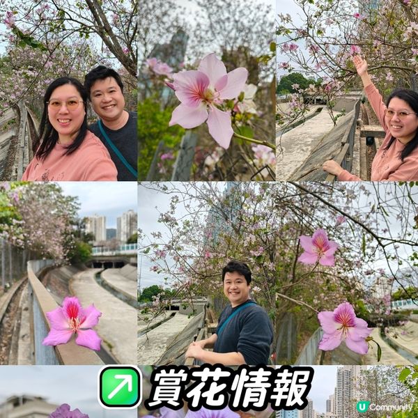 屯門河津櫻🌸打卡記！