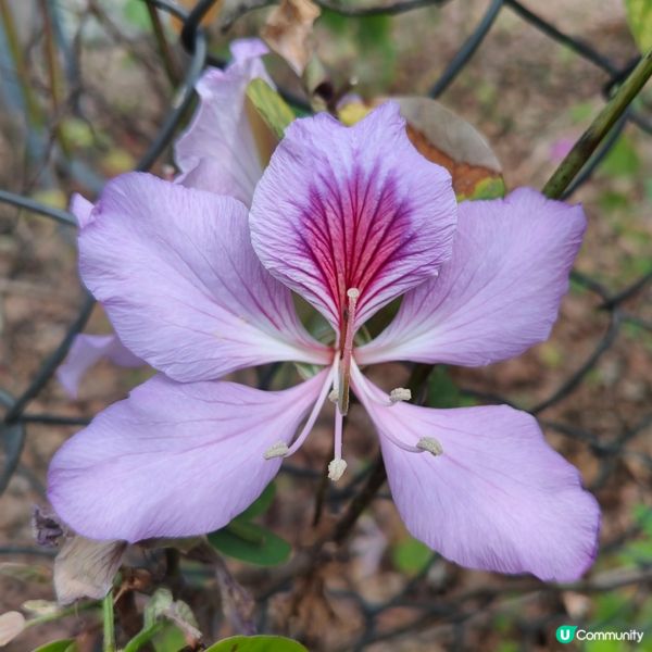 屯門河津櫻🌸打卡記！