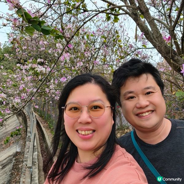 屯門河津櫻🌸打卡記！