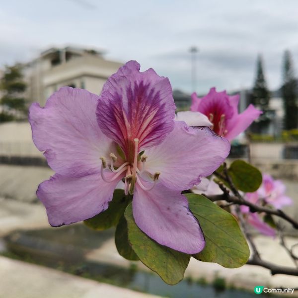 屯門河津櫻🌸打卡記！