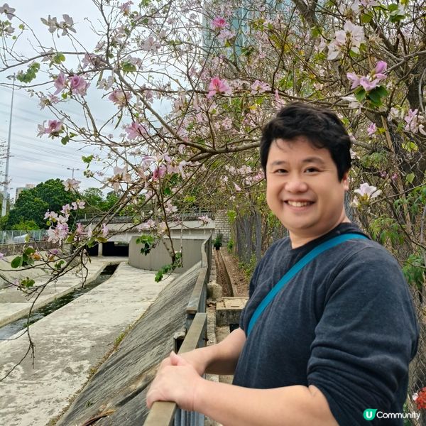 屯門河津櫻🌸打卡記！