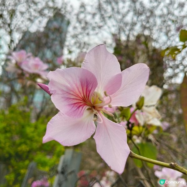 屯門河津櫻🌸打卡記！