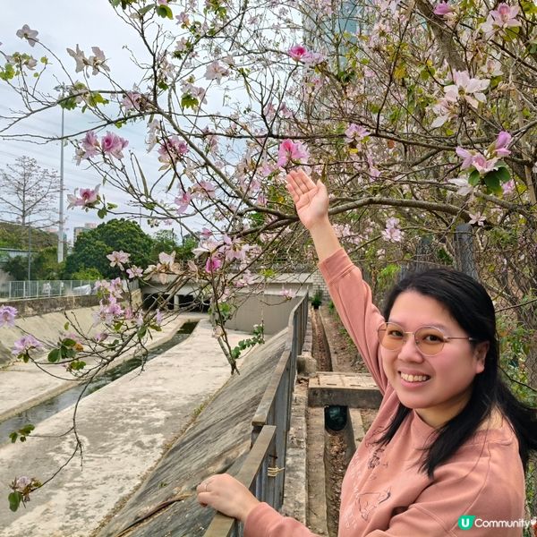 屯門河津櫻🌸打卡記！