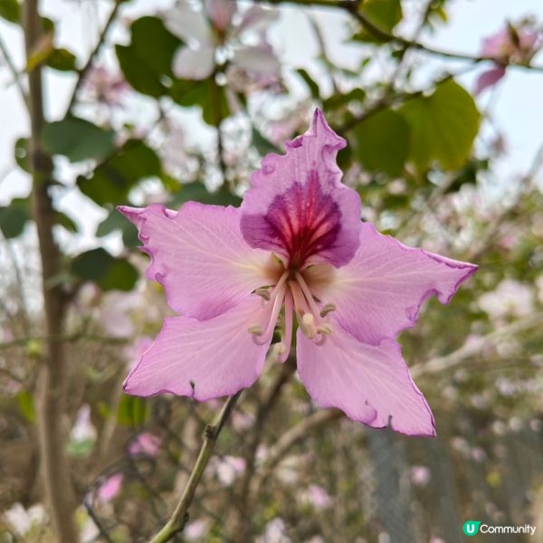 屯門河津櫻🌸打卡記！