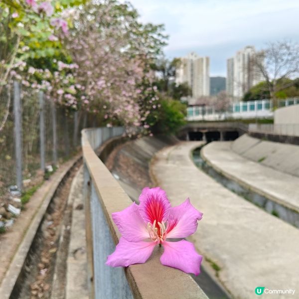 屯門河津櫻🌸打卡記！