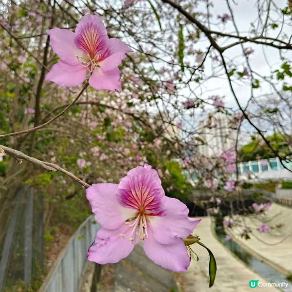 屯門河津櫻🌸打卡記！