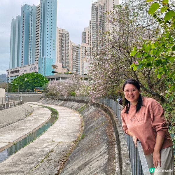 屯門河津櫻🌸打卡記！