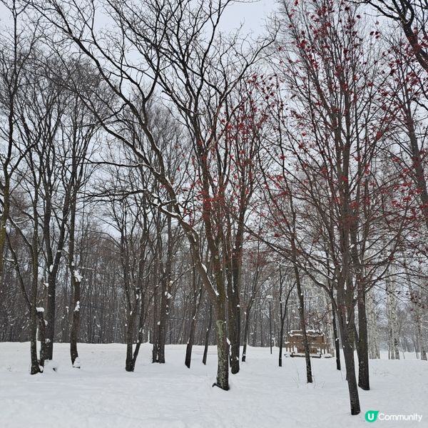 北海道旅遊🥳富良野起司工房😍品嚐出產最馳名的起司牛奶奶油