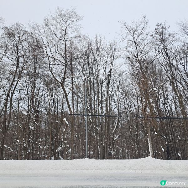 北海道旅遊🥳富良野起司工房😍品嚐出產最馳名的起司牛奶奶油