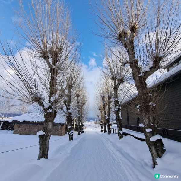 北海道旅遊🥳參觀富田農場😍免費任玩迷你雪兜場🤣刺激好玩