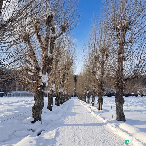 北海道旅遊🥳參觀富田農場😍免費任玩迷你雪兜場🤣刺激好玩