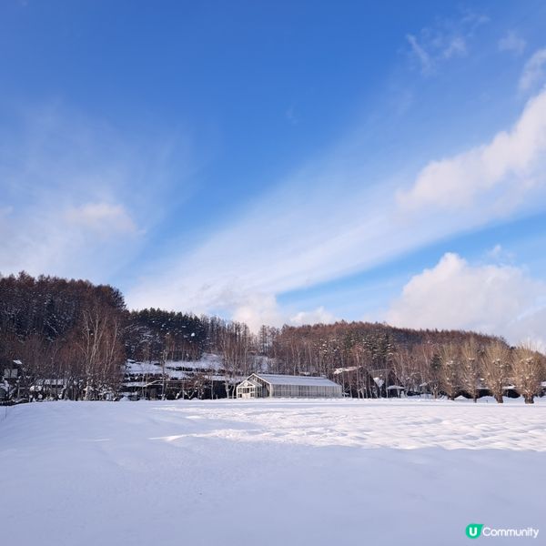 北海道旅遊🥳參觀富田農場😍免費任玩迷你雪兜場🤣刺激好玩