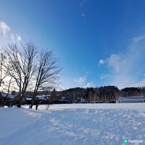 北海道旅遊🥳參觀富田農場😍免費任玩迷你雪兜場🤣刺激好玩