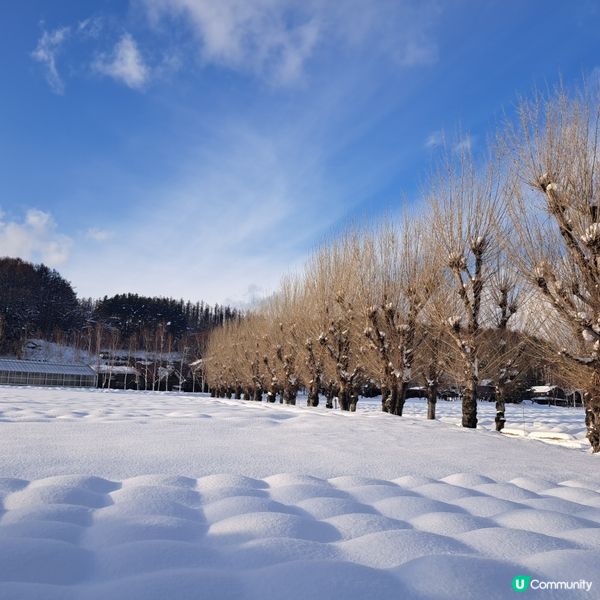 北海道旅遊🥳參觀富田農場😍免費任玩迷你雪兜場🤣刺激好玩