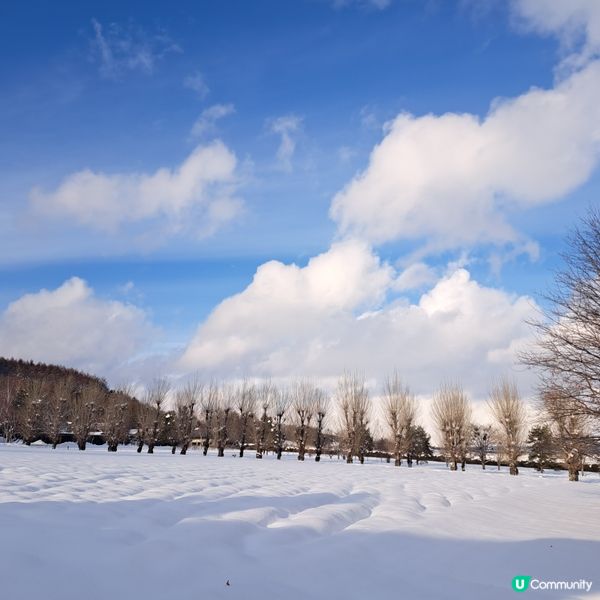 北海道旅遊🥳參觀富田農場😍免費任玩迷你雪兜場🤣刺激好玩
