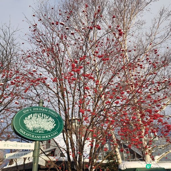 北海道旅遊🥳參觀富田農場😍免費任玩迷你雪兜場🤣刺激好玩