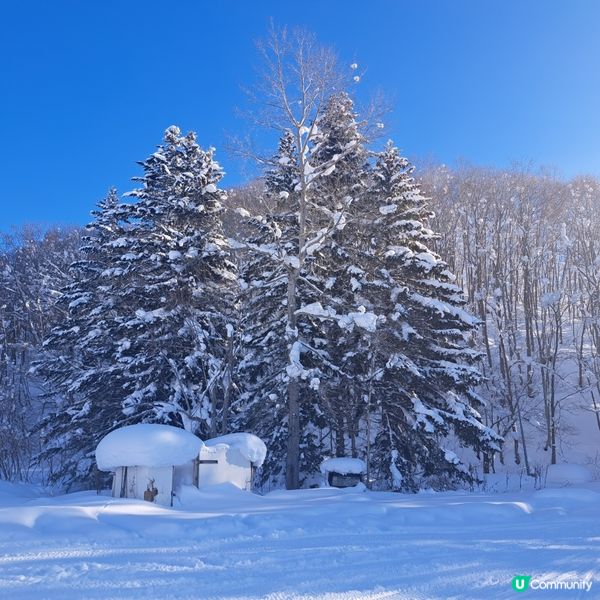 北海道旅遊🥳喜茂別路線雪場❄️自駕動力雪橇體驗分享😍