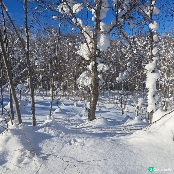 北海道旅遊🥳喜茂別路線雪場❄️自駕動力雪橇體驗分享😍
