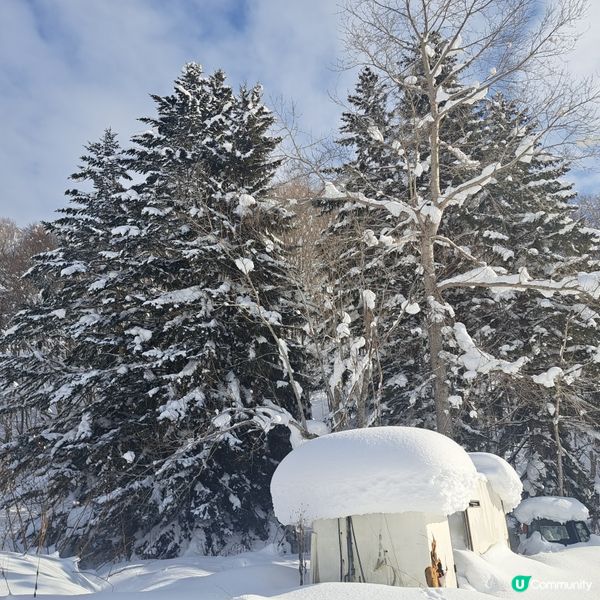北海道旅遊🥳喜茂別路線雪場❄️自駕動力雪橇體驗分享😍
