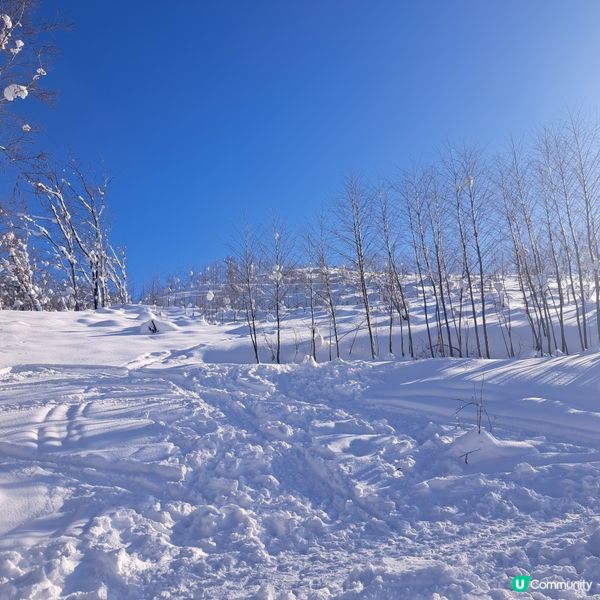 北海道旅遊🥳喜茂別路線雪場❄️自駕動力雪橇體驗分享😍