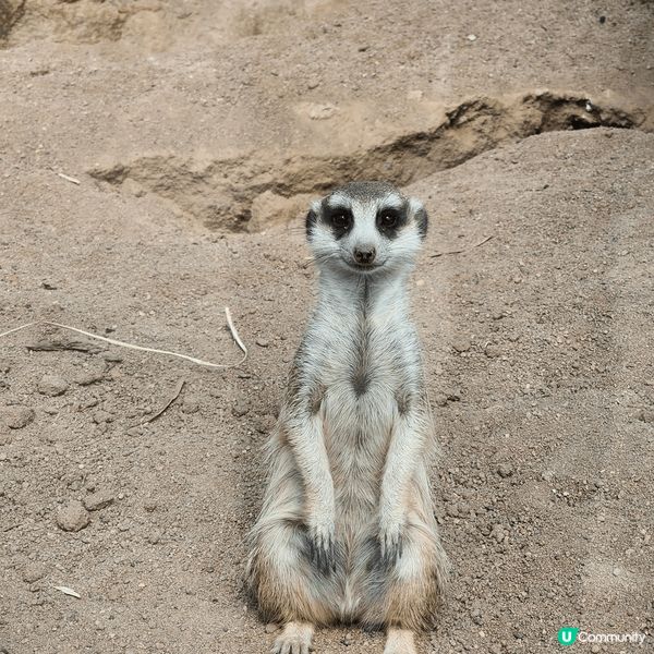 Ballarat Wildlife Park。親親大自然，同...