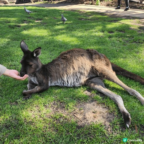 Ballarat Wildlife Park。親親大自然，同...