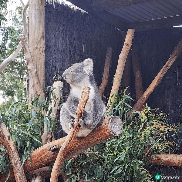 Ballarat Wildlife Park。親親大自然，同...