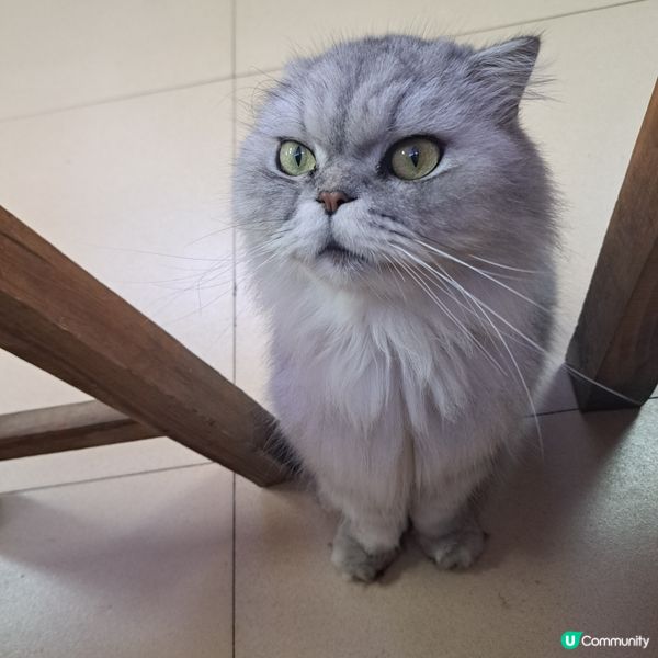 ⭐️正果老街吃喝玩樂食馳名餃子😍