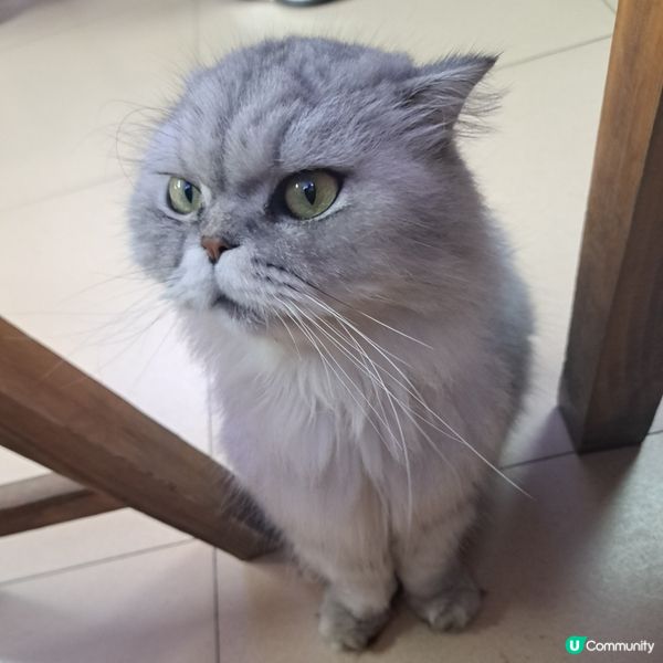 ⭐️正果老街吃喝玩樂食馳名餃子😍