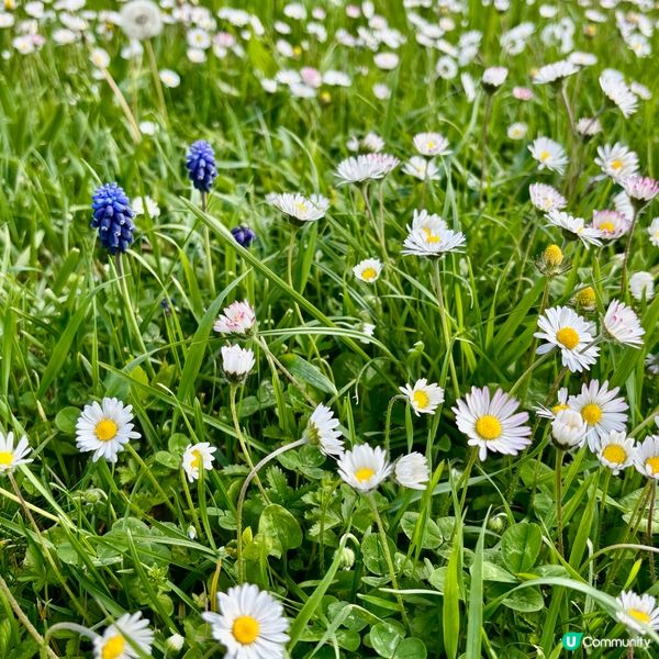 《亂草叢變成小菊園》 🌈