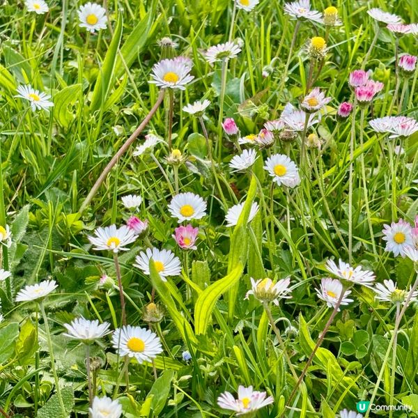 《亂草叢變成小菊園》 🌈