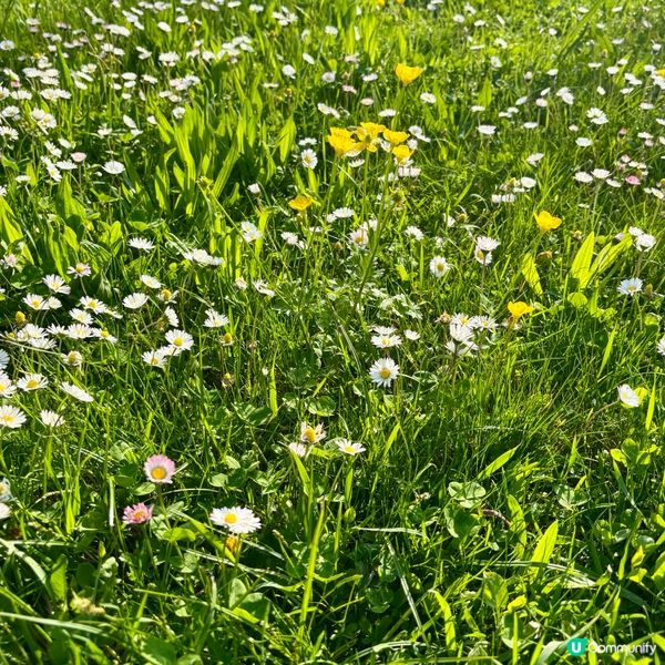 《亂草叢變成小菊園》 🌈