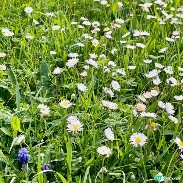 《亂草叢變成小菊園》 🌈