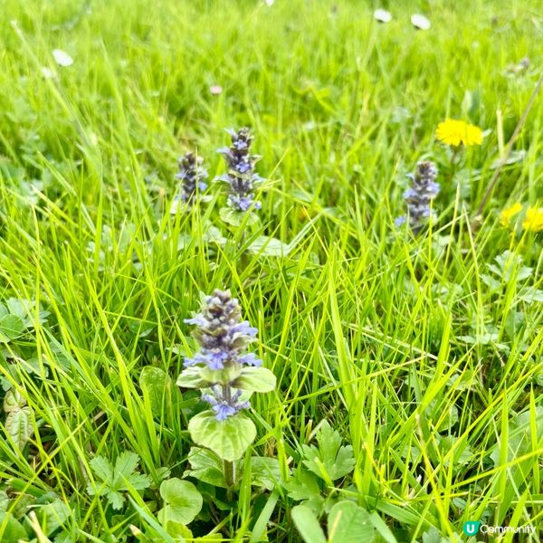 《亂草叢變成小菊園》 🌈