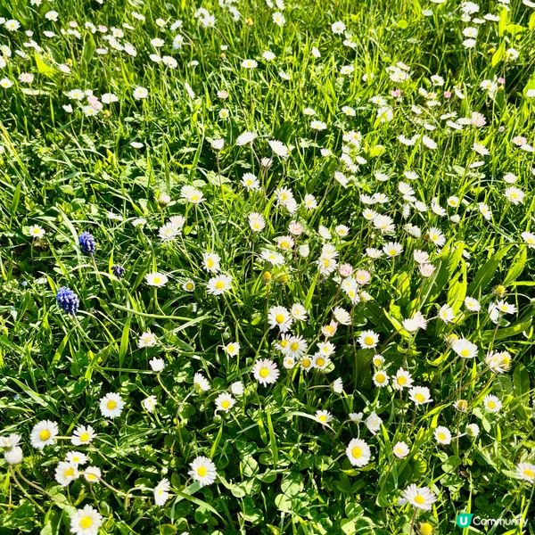 《亂草叢變成小菊園》 🌈